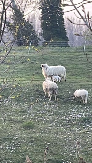 Au bord du Rhône à Montfaucon - Montfaucon - 4