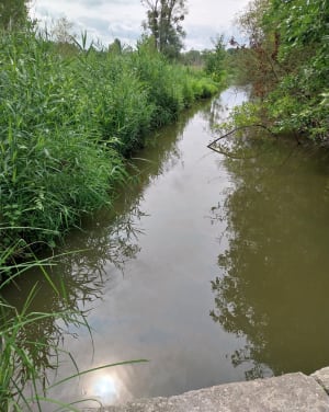 Balade sur les rives du Loir à Villevêque et paysage rural - Rives-du-Loir-en-Anjou - 10