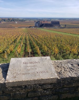 La côte dorée du Clos Vougeot à Morey-Saint-Denis - Vougeot - 21