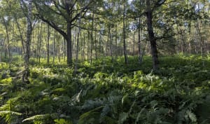 Entre Clairefontaine et Rochefort-en-Yvelines - Rochefort-en-Yvelines - 7