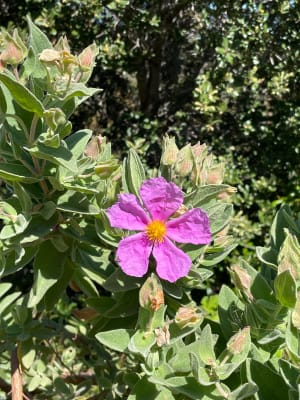 Le sentier du Deffend - Sainte-Maxime - 19