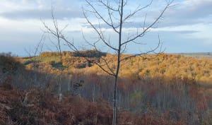 Sur les hauteurs d'Arbus - Arbus - 4