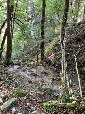 Forêt de Marnaz et vues sur l'Arve - Severine - 2