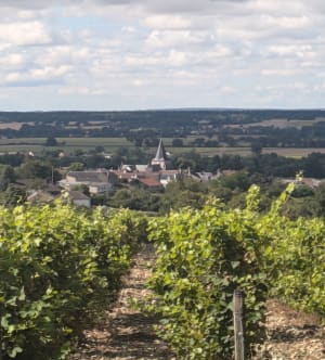 Pouilly et sa charmante balade au cœur des vignes - Pouilly-sur-Loire - 9