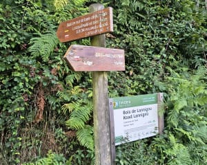 Balade tranquille dans le bois Locquenolee - Taulé - 4