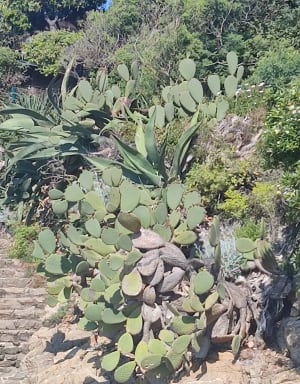 Chemin des douaniers - St Aygulf - Saint-Aygulf,Fréjus - 10
