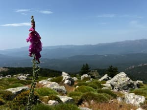 Bergerie de Luvviu et Monte Calva - Zonza - 10