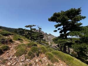 Bergerie de Luvviu et Monte Calva - Zonza - 12