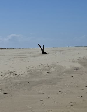 Wandel naar de Gallon d'Or en het Spaanse Punt - La Tremblade - 12