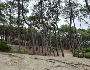 Réserve de la Maillouèyre : dunes, forêts et vues sur la mer - FLORENCE - 16
