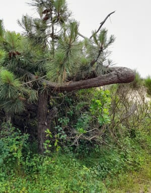 Réserve de la Maillouèyre : dunes, forêts et vues sur la mer - FLORENCE - 17