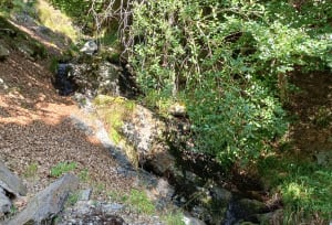 Balade entre forêts et pelouses de l'Aigoual - Val d'Aigoual - Mont Aigoual - 6