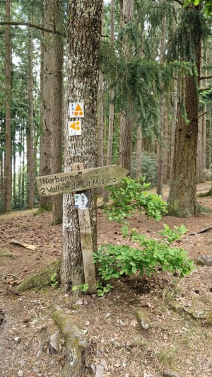 Balade dans la forêt et le village de Saint Léonard des bois - Saint-Léonard-des-Bois - 14