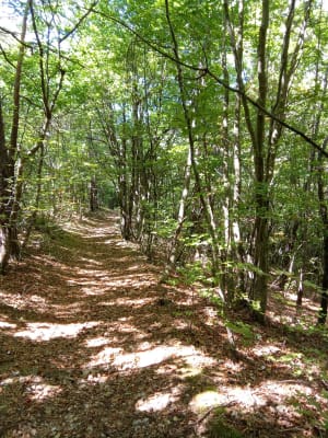 Saint-Vallier-de-Thiey et zénitude en forêt de Nans - Lucien - 7