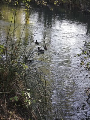 Pris entre deux Sorgues, au milieu des vergers - Entraigues-sur-la-Sorgue - 10