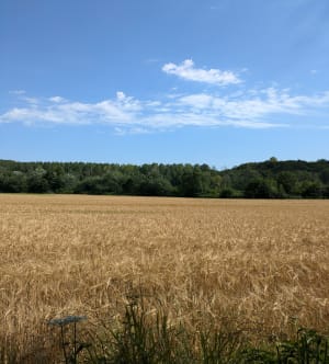 Balade sur le Chemin des Marais de Reilly - Delincourt - 4