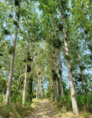Promenade en vignoble bordelais et formations fossilifères - Sainte-Croix-du-Mont - 9