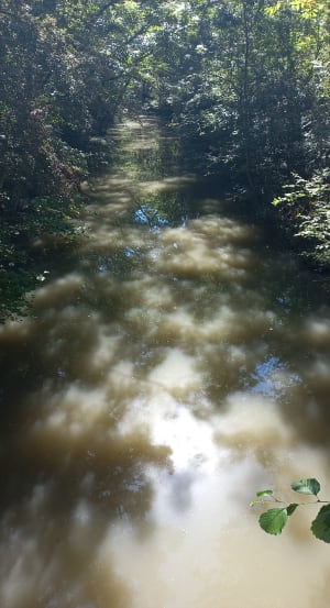 Le Marais sauvage - Station de Trail - Arçais - 4