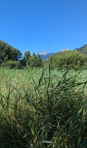Doussard et la réserve naturelle du bout du lac d'Annecy - Doussard - 5
