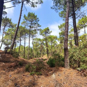 Pointe de Gatseau, sur un air du bout du monde - Saint-Trojan-les-Bains - 7