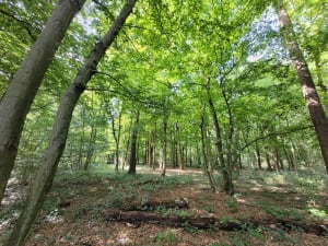 Rando dans la forêt de Phalempin - Phalempin - 3