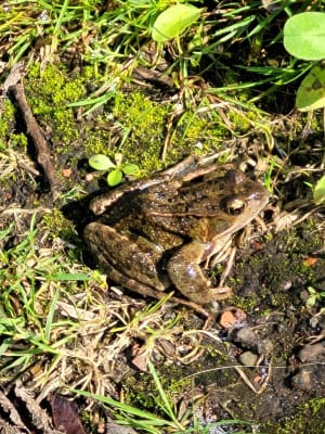 Rando dans la forêt de Phalempin - Phalempin - 4