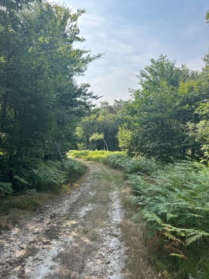 Beau circuit dans la forêt domaniale de Chinon - Saint-Benoît-la-Forêt - 6