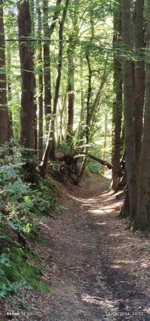 Balade tranquille dans la forêt à Villers en Arthies - Villers-en-Arthies - 7