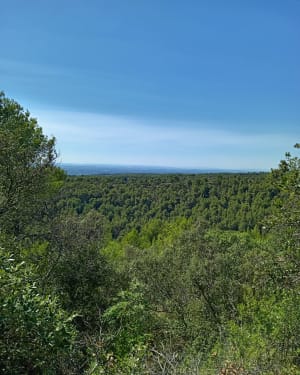 Balade en forêt en partant du château de Saumane - Saumane-de-Vaucluse - 15