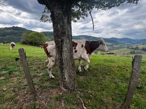 Saint-Clément-sur-Valsonne et passage par le Perroux - Saint-Clément-sur-Valsonne - 3