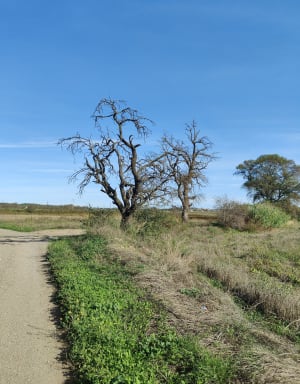 Tour des étangs de la Malhaute et nature préservée - Thézan-lès-Béziers - 37