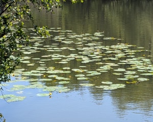 Bois des Cinq-Cents-Arpents et nature aux mille facettes - Luke - 3