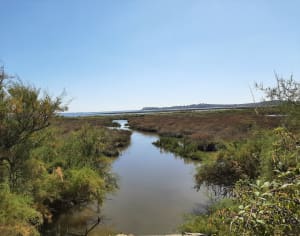 Réserve des près d'Arès et de Lège-Cap-Ferret - Lège-Cap-Ferret - 7