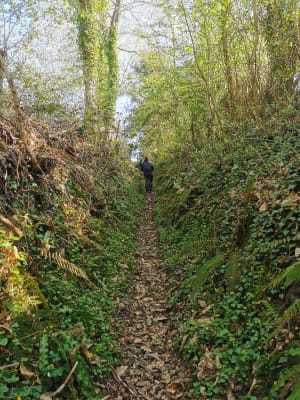 Courtonne-la-Meurdrac : pérégrination dans une nature en folie - Courtonne-la-Meurdrac - 5