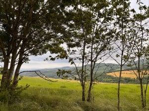 Een bad van groen en natuur vanaf de Col de la Luère - Col de la Luère, Saint-Pierre-la-Palud - 3