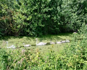 Etang de Romelaëre et niche faunistique - Clairmarais - 18