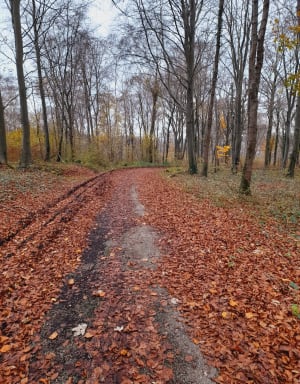 Bol d’air frais dans la forêt d'Eu et spectacle de la faune - Ponts-et-Marais - 6