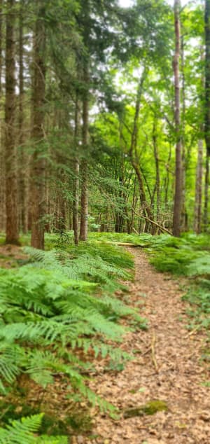 Fond de vallée Forêt d'Othe - Céline - 2