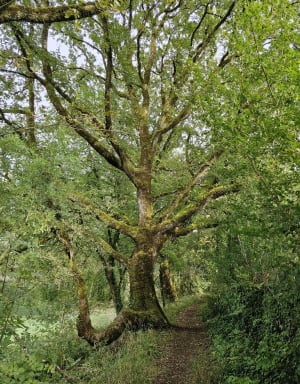 Sentier du château - Peyrilles - 10