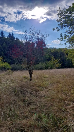 Sentier du château - Peyrilles - 13