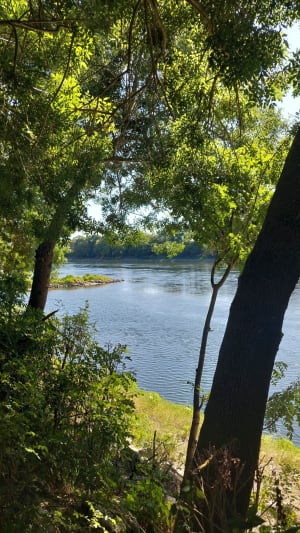 Île de Chalonnes - Chalonnes-sur-Loire - 9