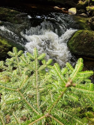 Découverte de la Cascade de Chorsin - Saint-Bonnet-le-Courreau - 11