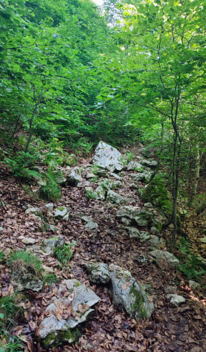 Boucle de l'étang de Lers : sentier découverte faune flore - Sentenac - 22