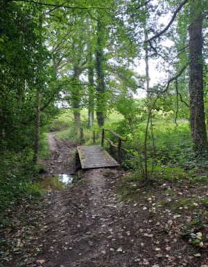 Sentier du Bois de Cranne - Saint-Médard-sur-Ille - 11