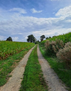 Sentier du Bois de Cranne - Saint-Médard-sur-Ille - 12