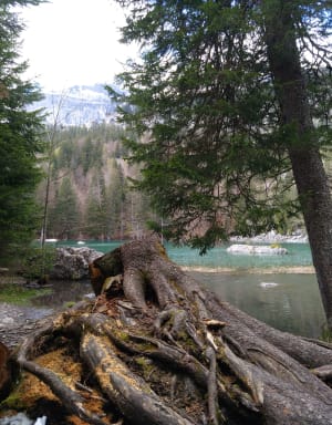 Bain de forêt jusqu'au Lac Vert entre Servoz et Passy - Servoz - 5
