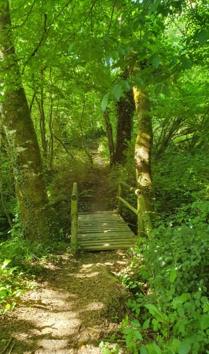 Randonnée de la Forêt St Martin d’Auxigny - Saint-Martin-d'Auxigny - 7