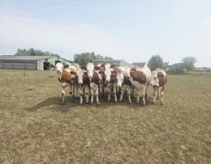 Balade dans les mortes du Doubs - Fretterans - 7