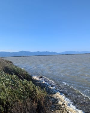 Balade entre l'étang de Canet-Saint-Nazaire et la mer - Canet-en-Roussillon - 14