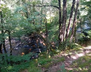 Forêt de Bugeat - Bugeat - 4